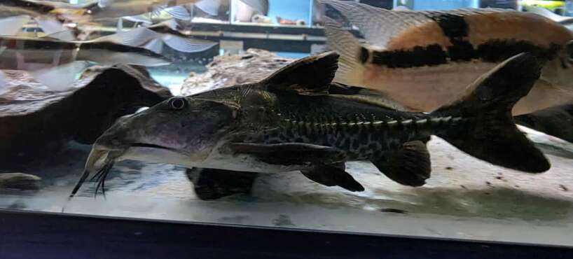 554239892_1342081474237345_6050218793809928751_n Niger Catfish (Oxydoras niger)