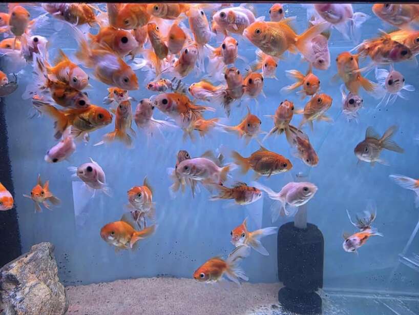 556849295_1334154145020033_6471725771085431112_n X5 Assorted Oranda (Small)