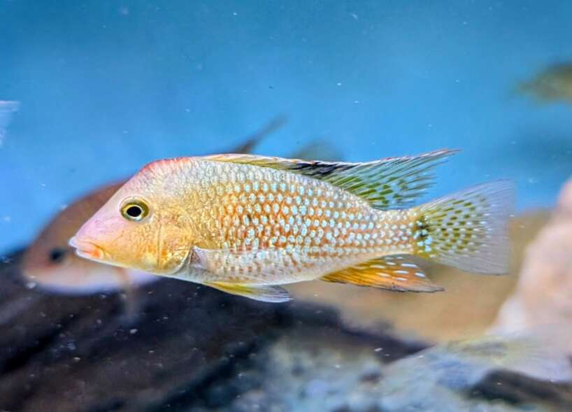 557723274_799861809354832_646779445288889143_n Red Hump Geophagus PAIR