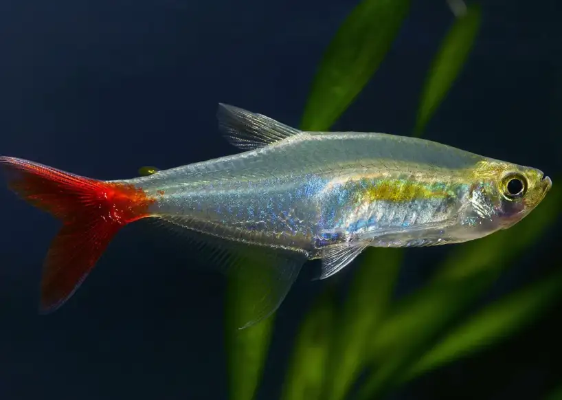 GlassBloodfinTetra Glass Bloodfin Tetra