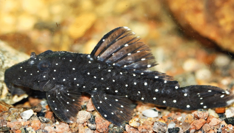 PEPPERMINT L31 Pepper mint pleco (Parancistrus nudiventris)