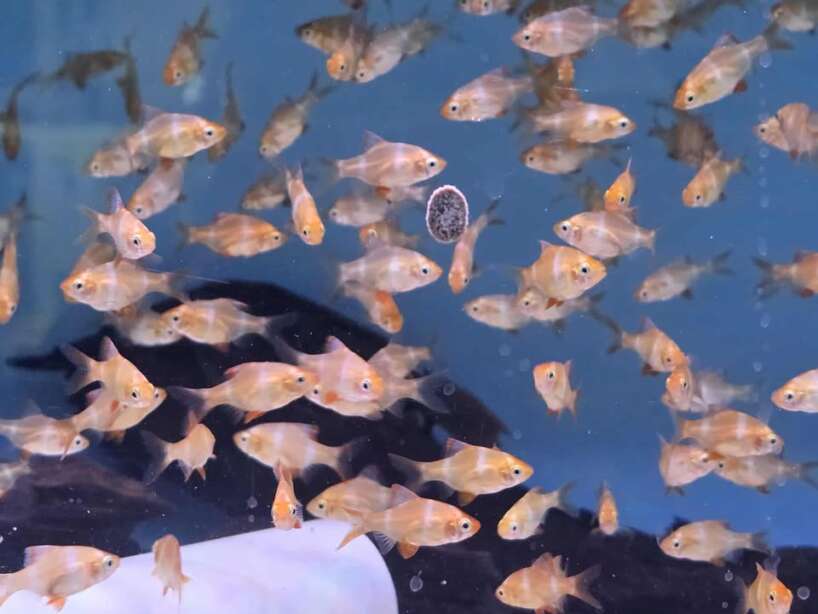 albino tiger barb x6 Albino Tiger Barb