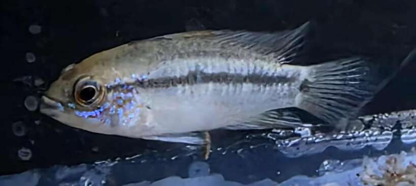 apisto Apistogramma Eremnopyge (Strawberry Apisto) WILD PAIR