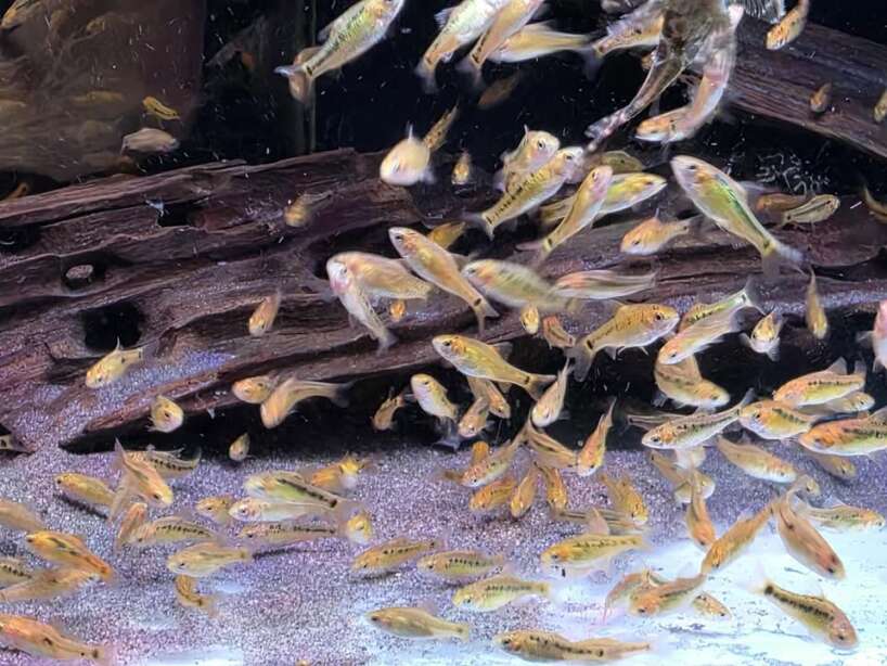 gold barb cb Gold Barb CB