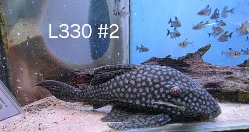 l330#2 L330 #2