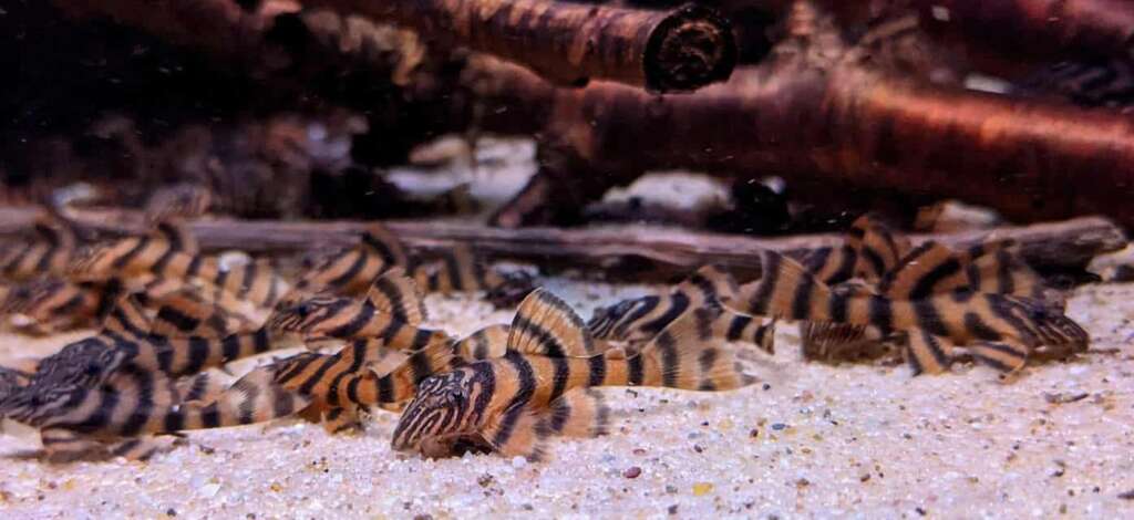 L397 Alenquer Tiger Pleco (Panaqolus sp.)