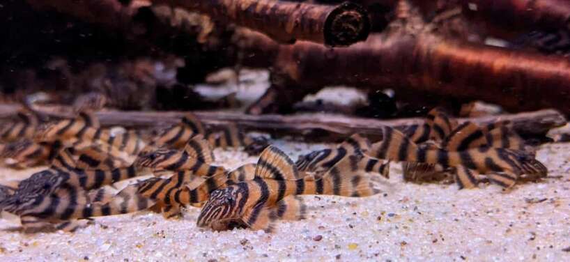 l397 L397 Alenquer Tiger Pleco (Panaqolus sp.)