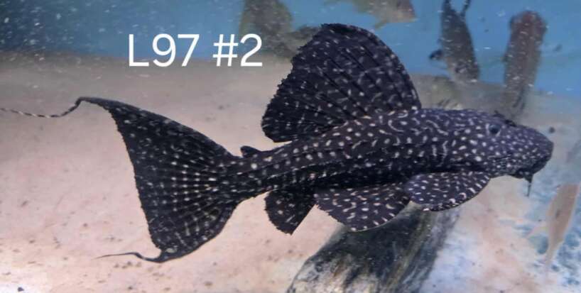 l97#2 L97 #2