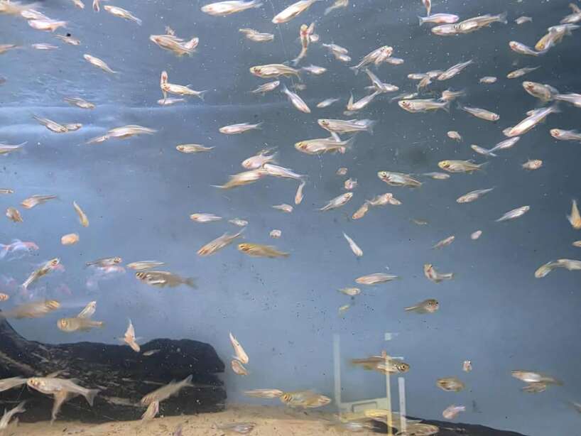 x8 Pearl Danio