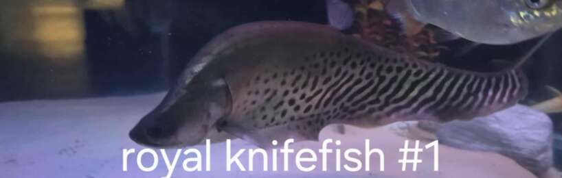 royal knife 1 Royal Knife fish #1