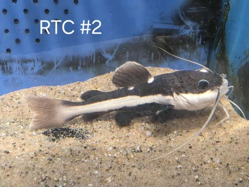 rtc2 RedTail Catfish #2