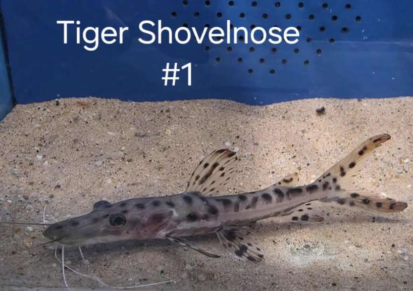shovelnose 1 Tiger Shovelnose #1