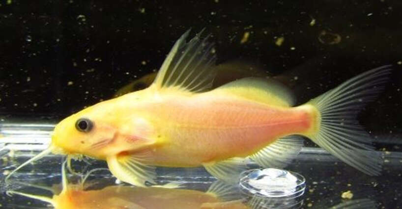 synonigrita Gold Synodontis