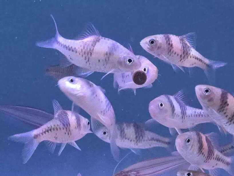 t barb T Barbs/ Spanner Barbs