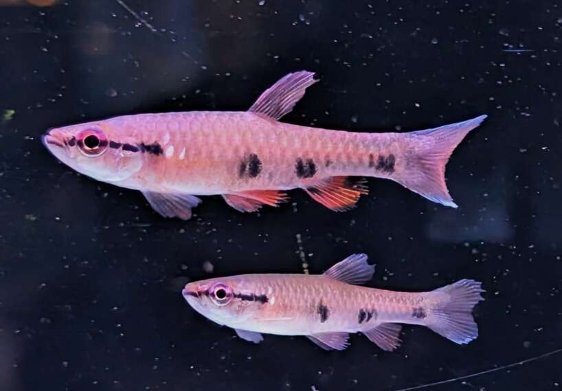 4spotsplash2 Four Spot splashing Tetra