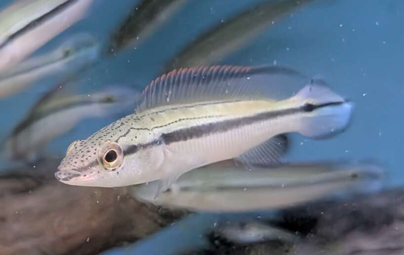 crenichla Strigata Pike