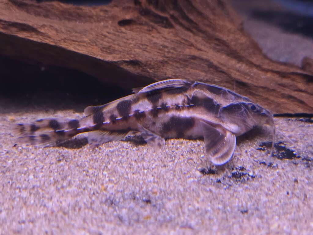 Megladoras irwini peru