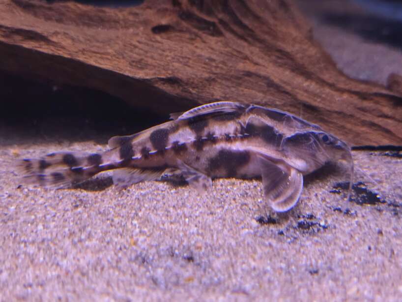 irwiniperu Megladoras irwini peru
