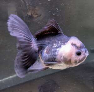 Panda Oranda