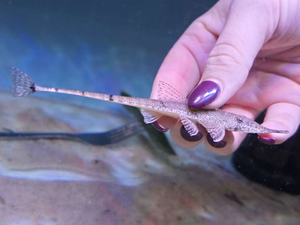 Pinocchio whiptail
