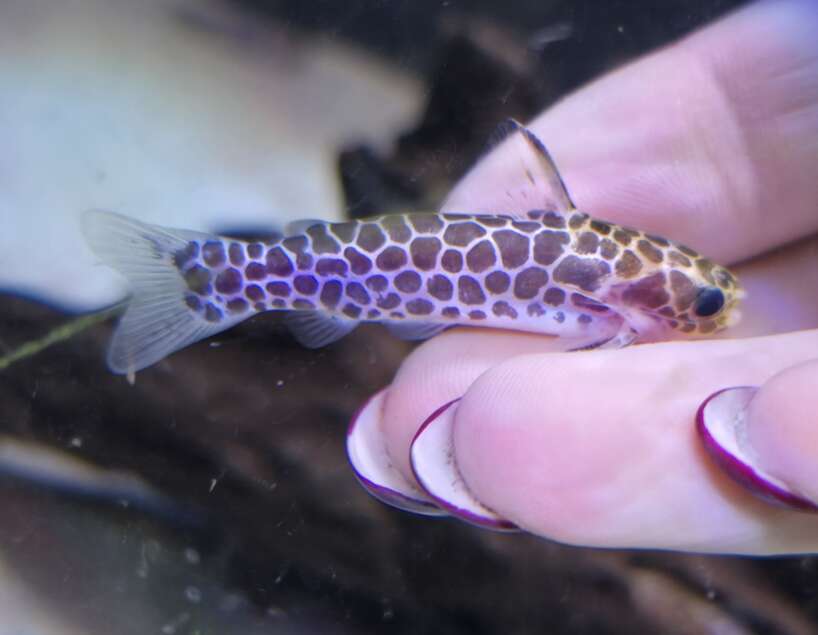 Reticulated tatia PAIR
