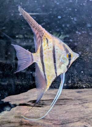 Red Spotted Peruvian Angelfish