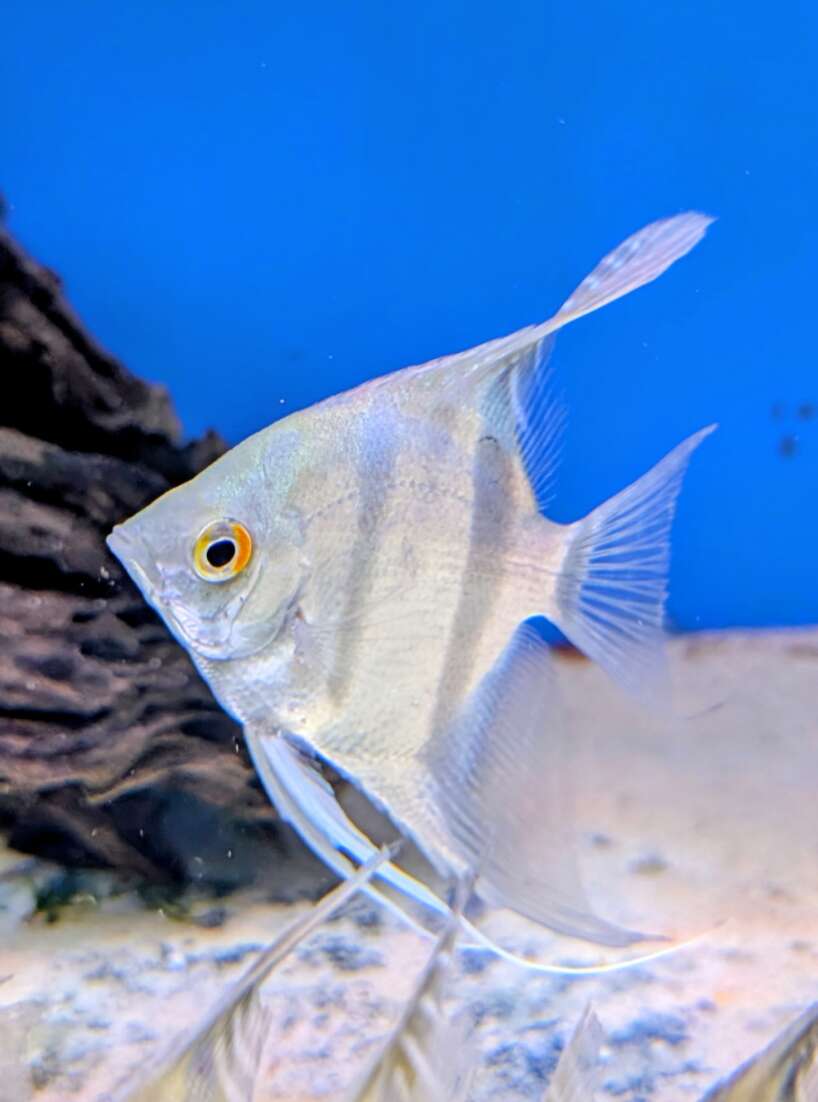 scalare Wild Scalare Angelfish