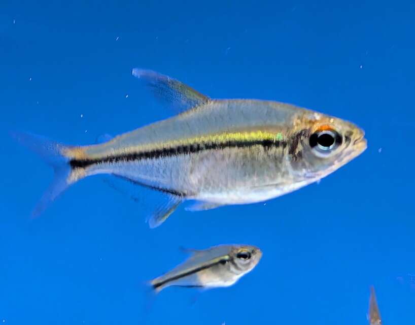 tetranew Tetra sp Guaviare