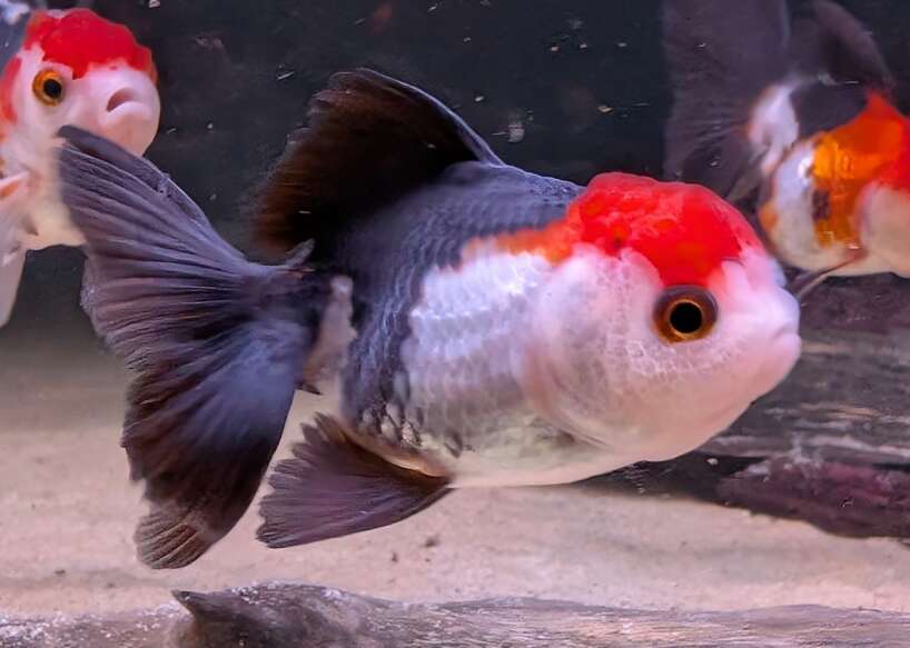 tricolouroranda Tri colour Oranda
