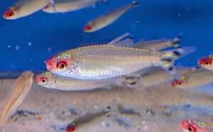 Wild Rummynose Tetra x6