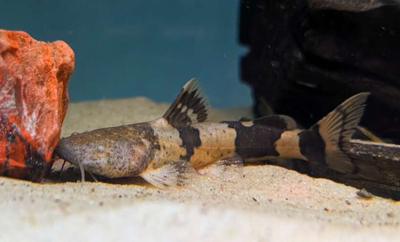 zungarocat Zungaro bufonius