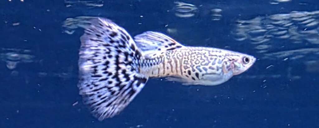 4X Male Snakeskin blue Delta Guppy