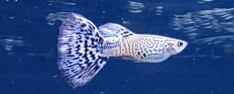blue delta guppy 4X Male Snakeskin blue Delta Guppy