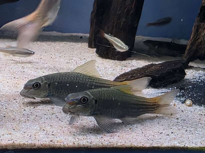 burmese garra Small Burmese Red tail Garra