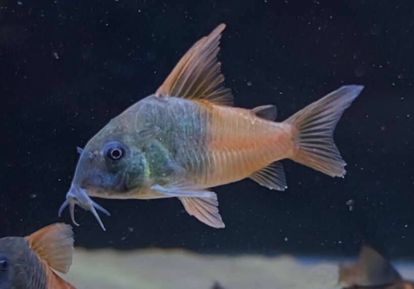 cw217 CW217 corydoras "new!" x1 PAIR
