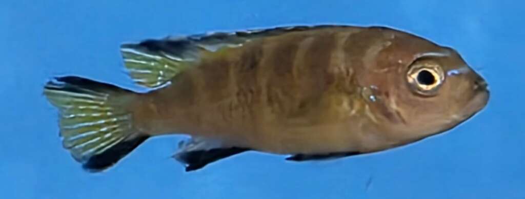 Flavus (Dinghani Elongatus Chindongo flavus)