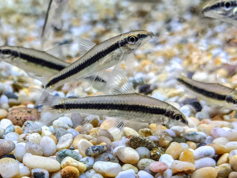 flying fox 6X Siamese Algae Eater (crossocheilus siamensis)