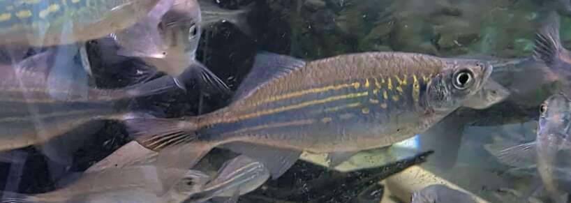 giant danio Giant Danio (Danio Malabaricus)