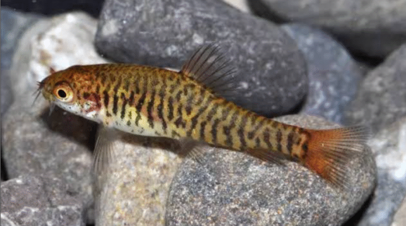 hovering loach 5X Hovering Loach (yunnanilus Brevis)