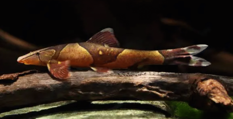 red lizard hill stream Red Lizard Hill Stream Loach (homaloptera parclitella)