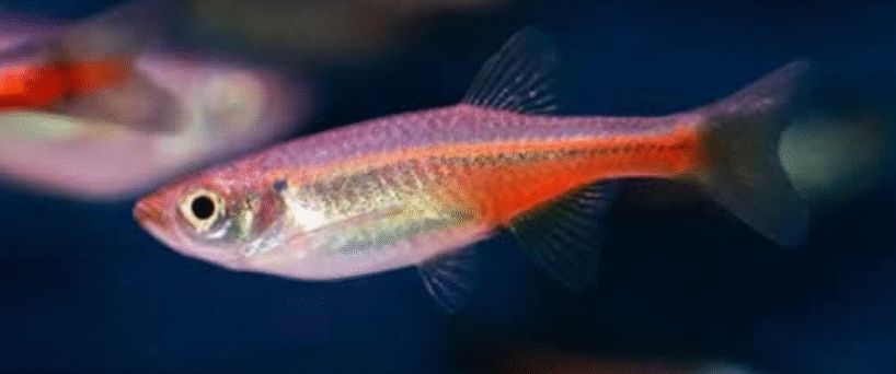 sondhi danio Sondhi Danio (devario Sondhi) (asian cardinal)