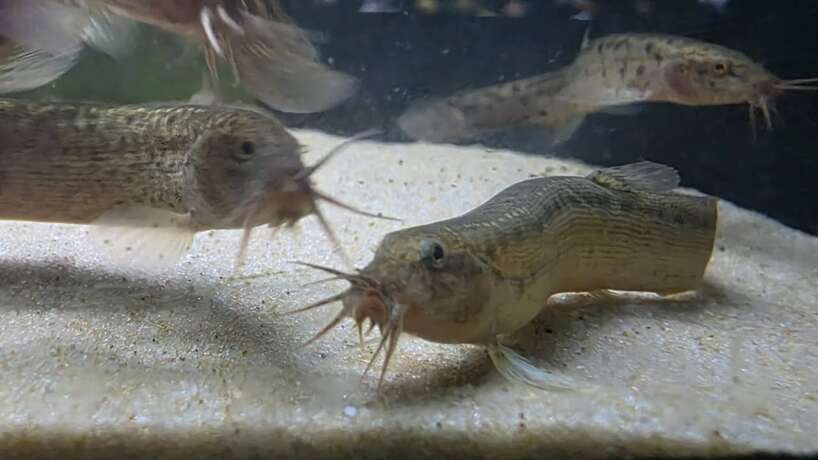 weather loach 4X Weather Loach