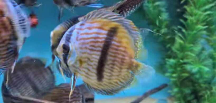 heckle discus Wild Heckel Discus Brazil ***COLLECTION ONLY***