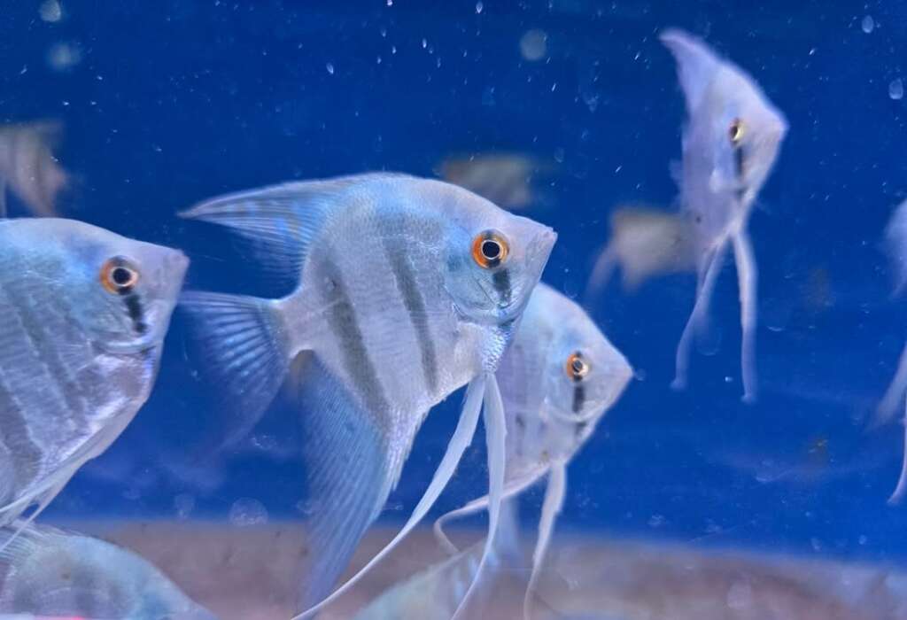 x3 Blue Zebra Angel