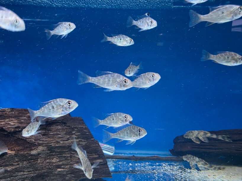 captive threadfin Threadfin Acara (acarichthys heckelii) Captive Breed
