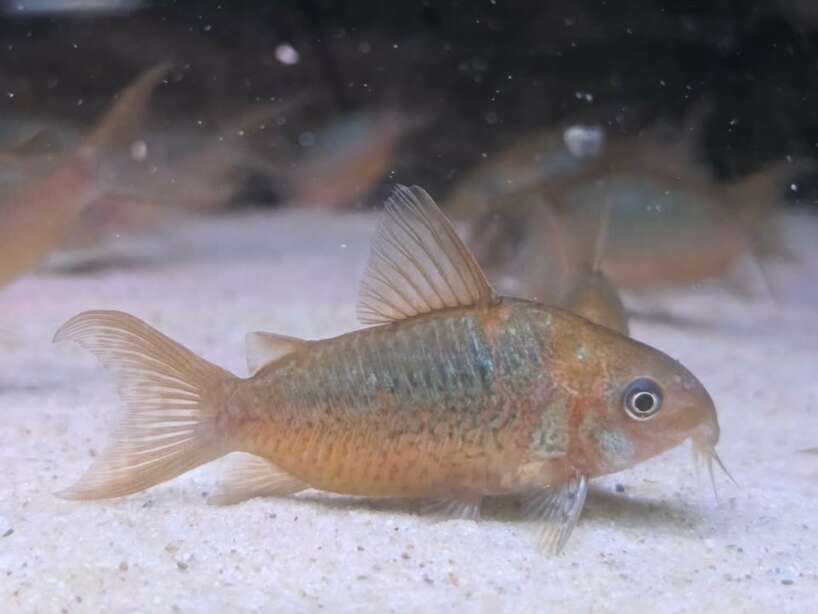 cory pantanalensis Cory Pantanalensis Wild PAIR
