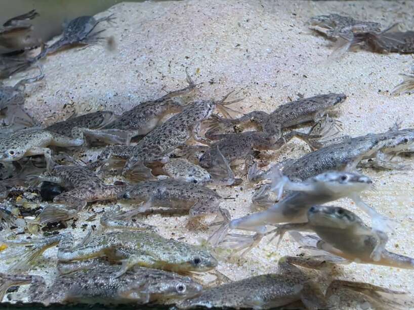 dwarf frog Dwarf Frog