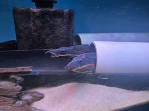 A GRADE SUPER RED FIRE EEL