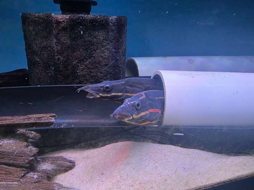 fire eel 1 A GRADE SUPER RED FIRE EEL