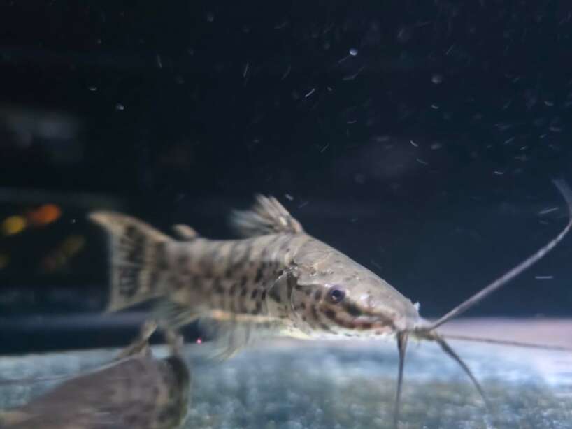 hoplo catfish Hoplo Catfish (WILD)